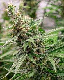 Buy Papaya Feminized Cannabis Seeds