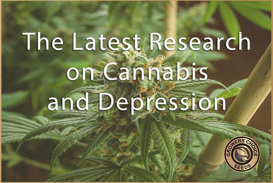 the latest research on cannabis and depression