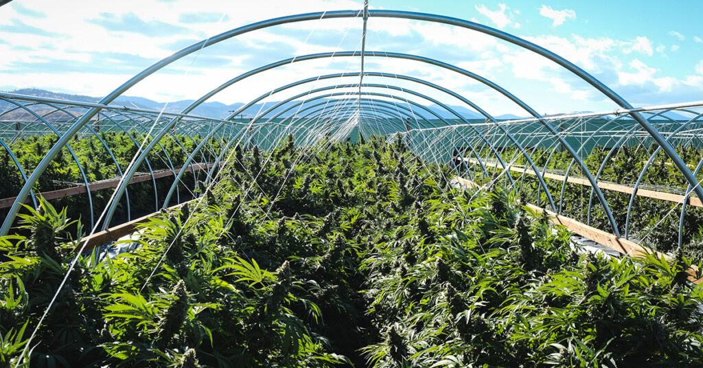 buy the best top cannabis seeds bridgeport