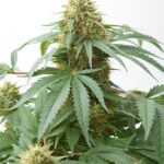 Hawaiian Auto