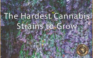 The Hardest Cannabis Strains to Grow