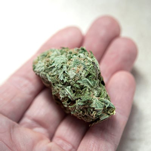 diesel cannabis in the palm of your hand