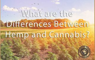 differences between hemp and cannabis