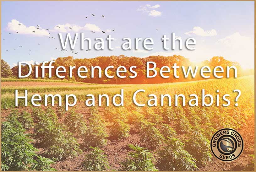 differences between hemp and cannabis
