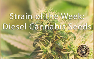 strain of the week diesel cannabis