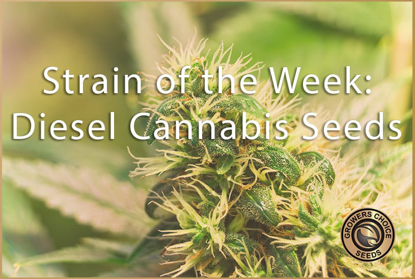 Strain of the Week: Diesel Cannabis Seeds