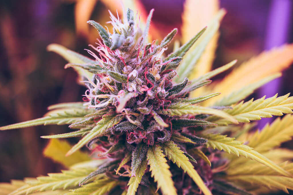 buy the best top cannabis seeds in Colorado