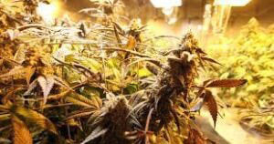 cannabis-wholesale-plant-closeup