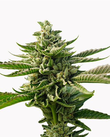 deliver deliver Master OG Auto-Flowering Feminized Cannabis Seeds