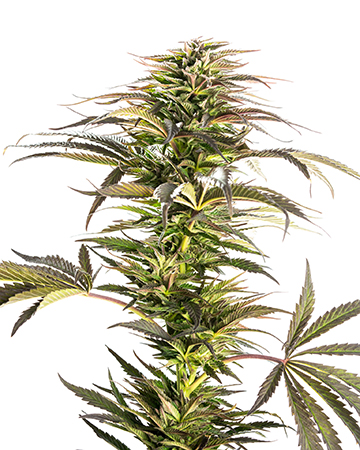 deliver Purple Gorilla Auto-Flowering Feminized Cannabis Seeds
