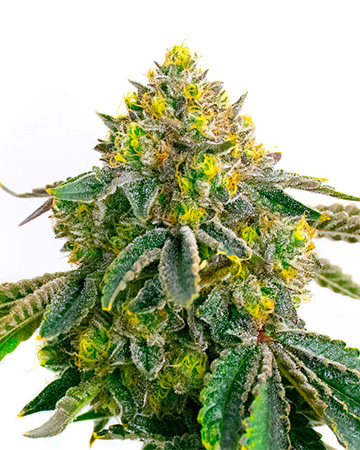 buy Purple Princess Feminized Cannabis Seeds