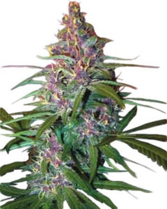 image-of-critical-purple-plant-marijuana