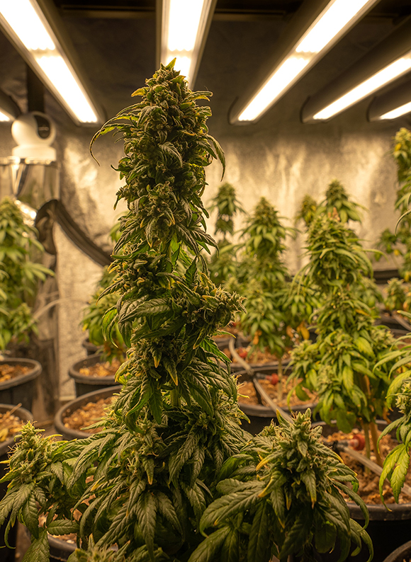learn-to-grow-your-weed-thc-benefits2
