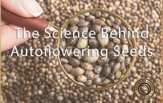 the science behind autoflowering seeds