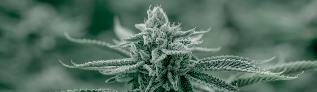 what-makes-marijuana-seeds-the-best