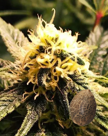 buy Blue Amnesia Auto-flowering Feminized Cannabis Seeds