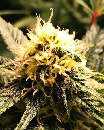 get Blue Amnesia Auto-flowering Feminized Cannabis Seeds