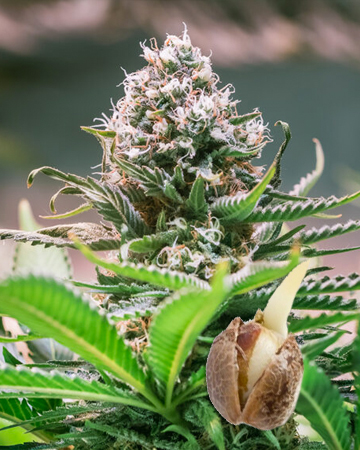 Blueberry Headband Feminized Cannabis Seeds