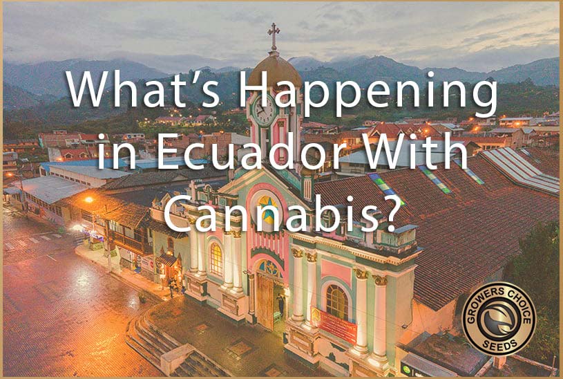 What's happening in ecuador with cannabis