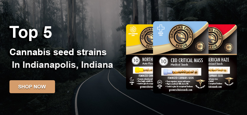 buy-top-cannabis-seeds indianapolis