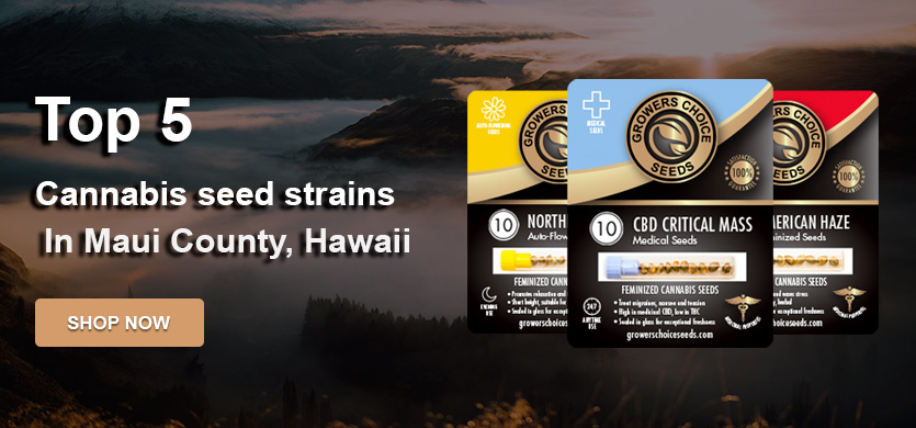 top cannabis seeds for sale in Maui County

