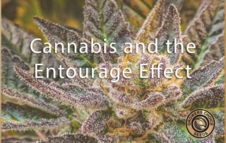 cannabis and the entourage effect