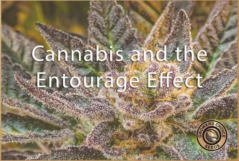 The Entourage Effect: How Do CBD And THC Work Together?