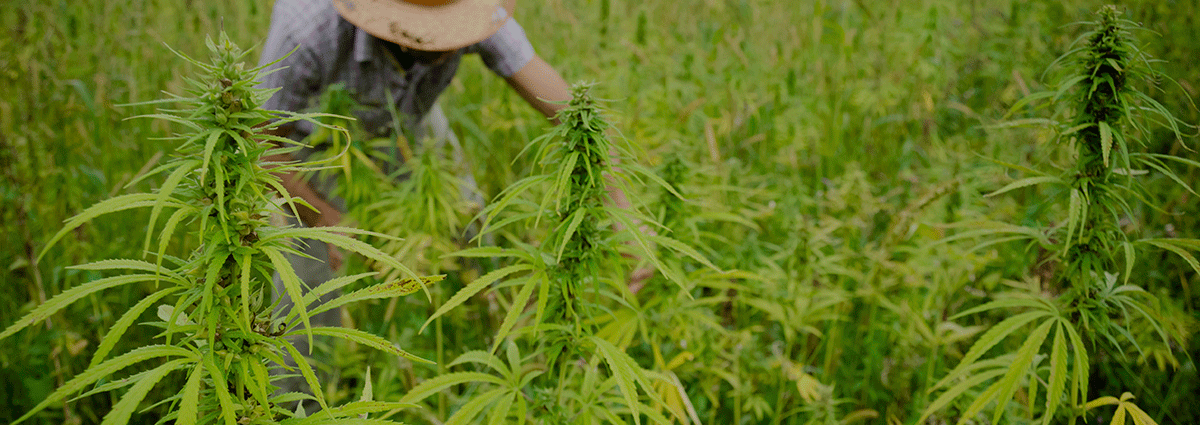 everything-When-to-Harvest-Cannabis-banner