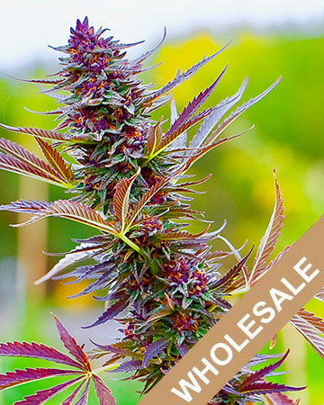 wholesale Big Wreck Feminized Cannabis Seeds