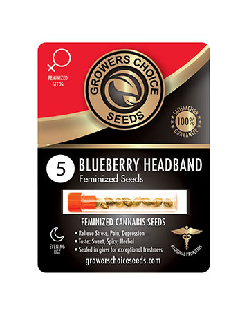 shop-for-reliable-marijuana-seeds-Blueberry-Headband-Feminized-Cannabis-Seeds-5[1]