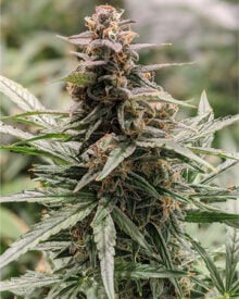 shop-premium-Michael-Phelps-Seeds