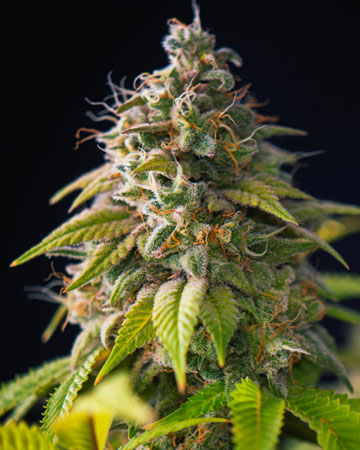 Buy-Premium-seeds-Haze-Feminized-Cannabis-Seed[1]