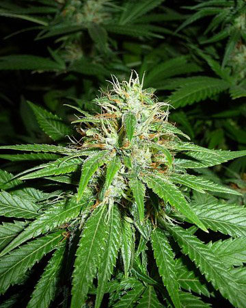 buy-premium-quality-seeds-California-Orange-Feminized-Cannabis-Seed