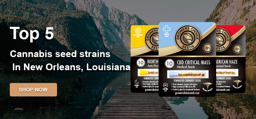 buy the best top cannabis seeds in New-Orleans