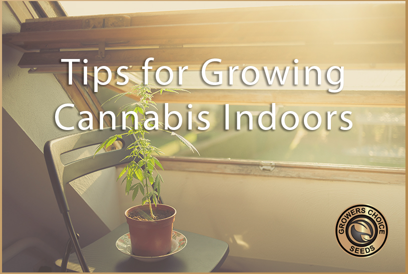 cannabis indoors