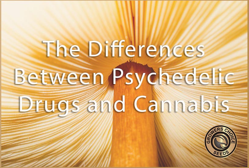 psychedelic drugs and cannabis