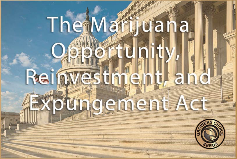 What Is the Marijuana Opportunity, Reinvestment, and Expungement (MORE) Act?