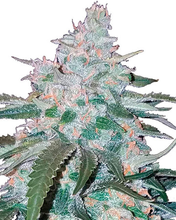 buy the best top cannabis seeds grease monkey