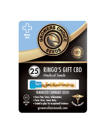 Shop For Ringos Gift CBD Medical Feminized Cannabis Seeds Pack 25