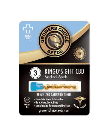 Shop For Ringos Gift CBD Medical Feminized Cannabis Seeds Pack 3