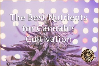 What Are the Best Nutrients for Cannabis Cultivation?