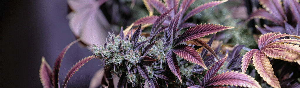 everything-purple-strains-of-weed-landscape