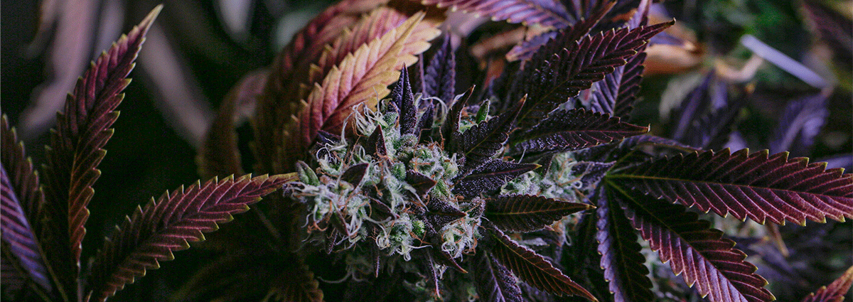everything-purple-weed-strains-banner