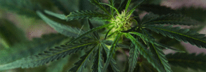everything-strongest-weed-banner