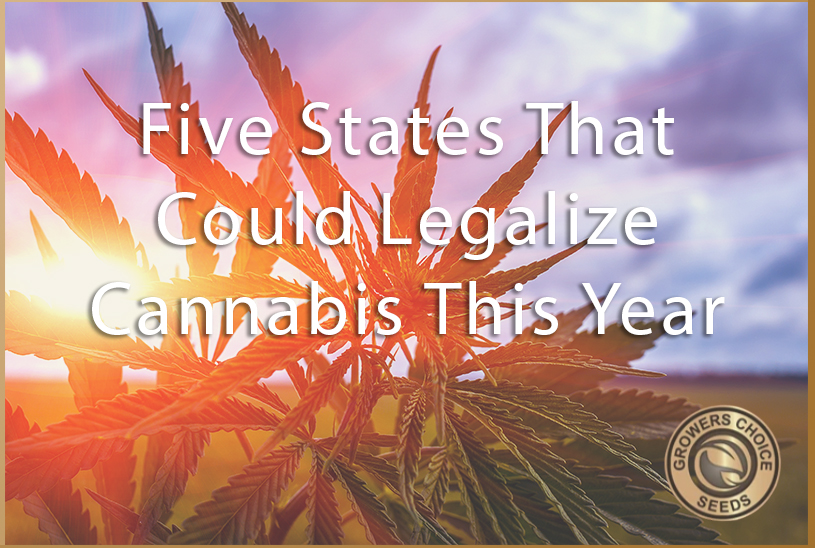 Five States Poised to Legalize Weed in 2022