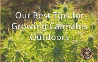 outdoors cannabis