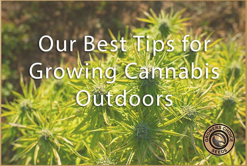 Growing Outdoor Cannabis Plants: Our Best Tips and Tricks