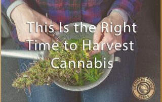 when is the right time to harvest