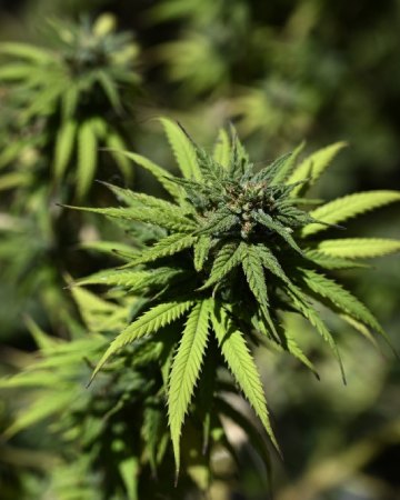 Presidential OG Auto-flowering Feminized Cannabis Seeds