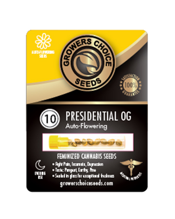 Shop Presidential OG Auto Flowering Feminized Cannabis Seeds 10 Pack